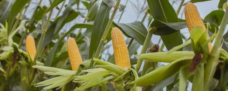 丹垦426玉米种子简介，适宜在肥力中上等的地块种植