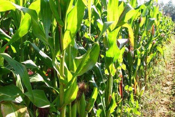 丹垦426玉米种子简介，适宜在肥力中上等的地块种植