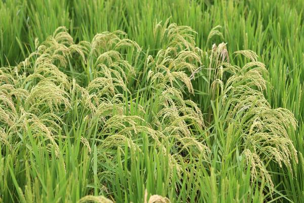 港优5号水稻品种的特性，粳型杂交水稻品种