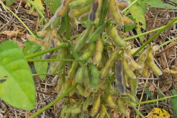 开鲜豆5号大豆品种的特性，及时防治病虫草害