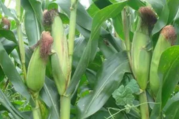 吉东1902玉米种子特征特性，中等肥力以上地块栽培