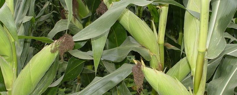 富泰198玉米品种的特性，中抗茎腐病