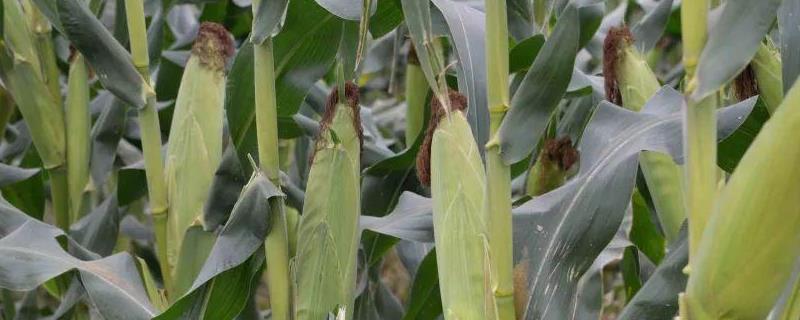 龙雨55玉米种子特征特性，高抗茎腐病