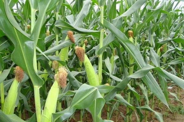 润嘉303玉米种子特征特性，适宜在肥力中上等的地块种植