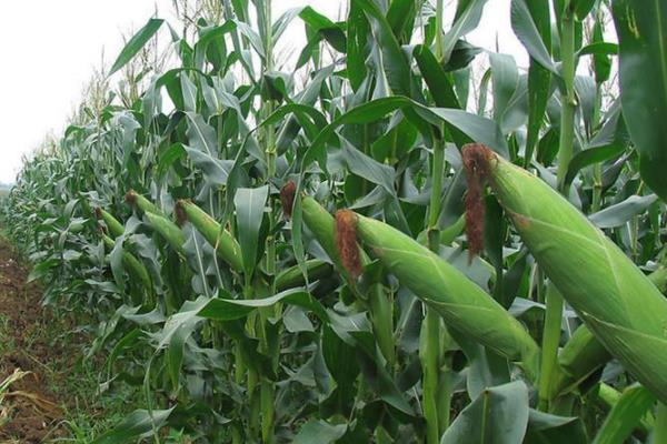 九单1408玉米品种的特性，中等肥力以上地块栽培