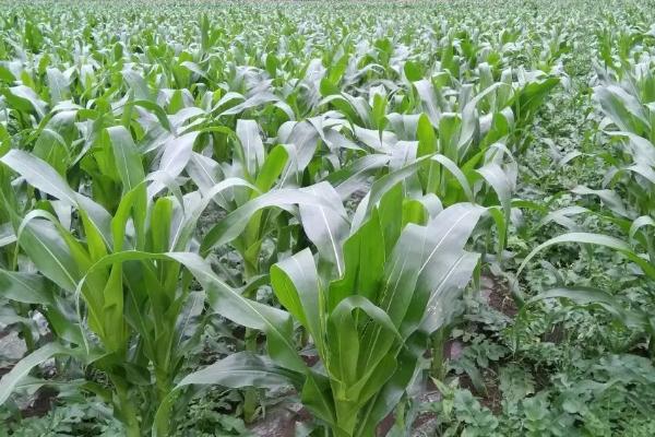 金陇12玉米品种的特性，中等肥力以上地块栽培