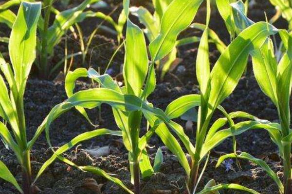 吉农大2046玉米品种的特性，中等肥力以上地块栽培