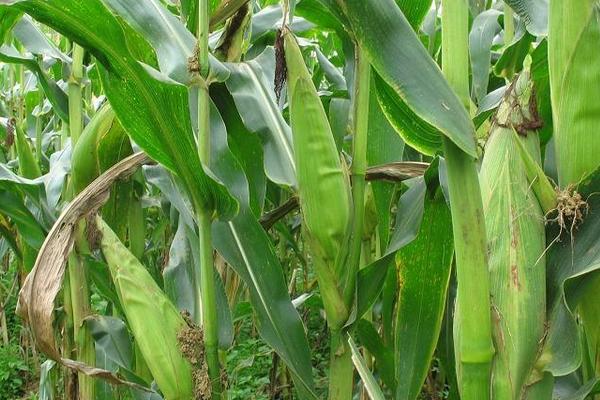 吉农大2046玉米品种的特性，中等肥力以上地块栽培