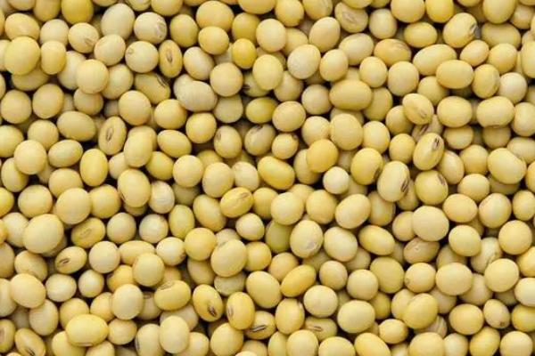 长农42大豆品种简介，8月中旬及时防治大豆食心虫