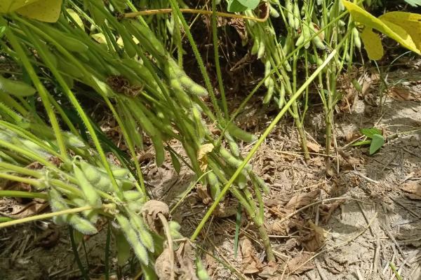 吉育596大豆种子特点，一般4月下旬至5月上旬播种