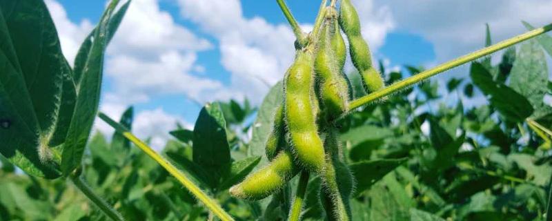 长农42大豆品种简介，8月中旬及时防治大豆食心虫