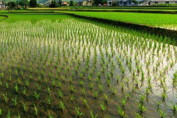 通源9水稻种子特征特性，4月上中旬播种