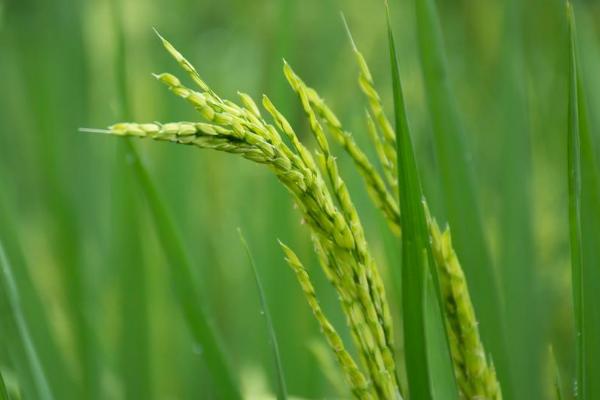 通福616水稻种子简介，生育期间注意及时防治稻瘟病