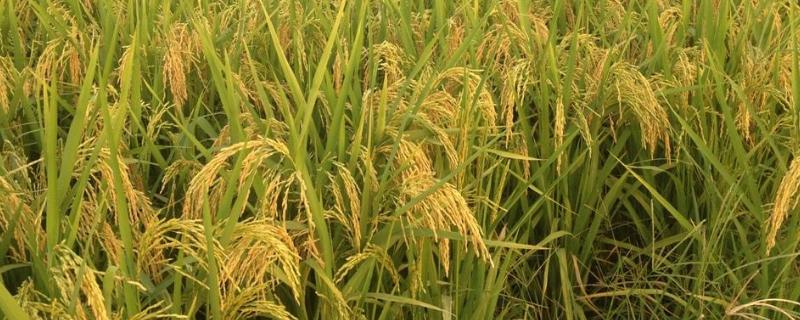吉粳330水稻种简介，每亩有效穗数24.6万穗