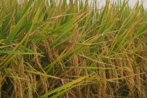 庆林115水稻种子特征特性，叶瘟表现中抗