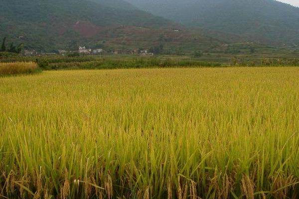 庆林115水稻种子特征特性，叶瘟表现中抗