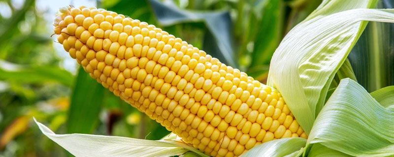 东农277玉米种子特征特性，普通玉米品种