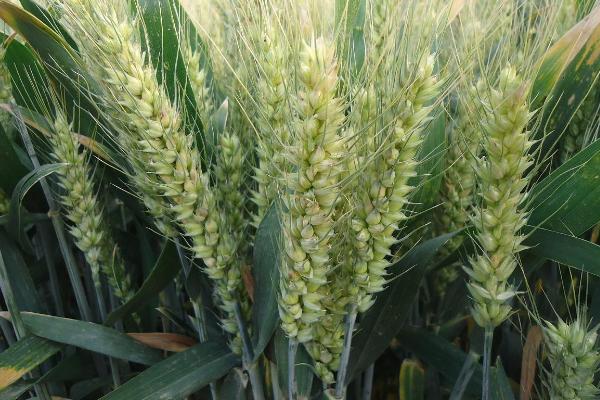 克春151350小麦种简介，中强筋品种