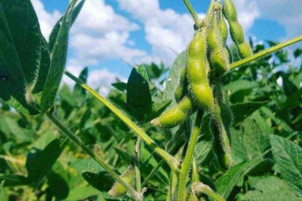 黑农毛豆4号大豆种子特征特性，在适应区5月上旬播种