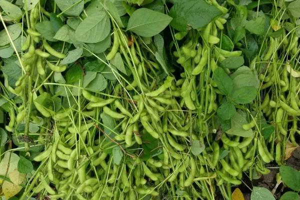 鑫科8号大豆品种的特性，该品种亚有限结荚习性