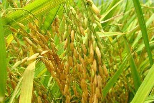 鸿丰稻9号水稻种子介绍，普通粳稻品种