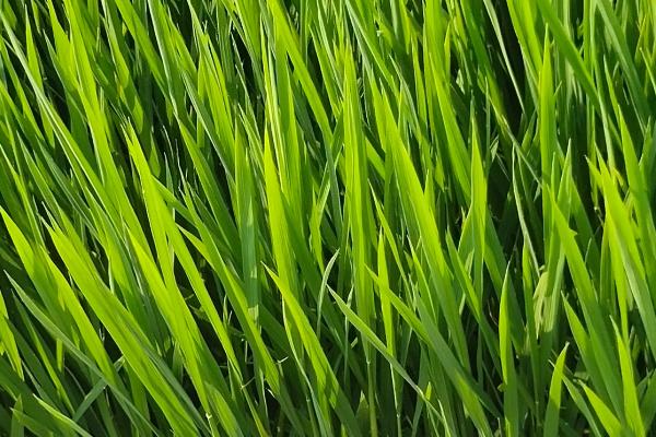 育龙70水稻品种的特性，该品种主茎10片叶