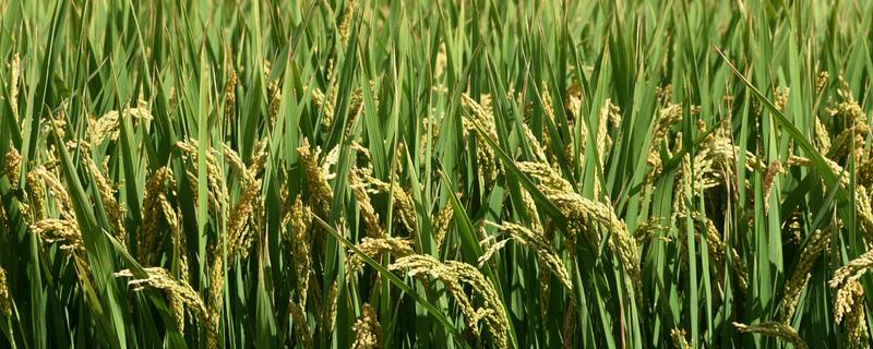 盛禾6号水稻种子简介，普通粳稻品种