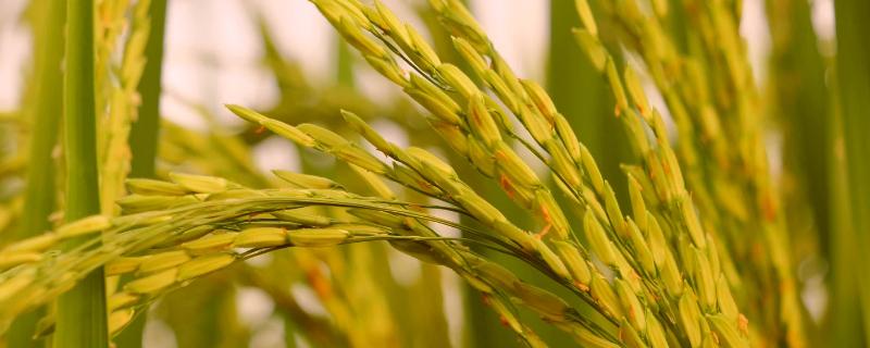 科稻1803水稻种子简介，普通粳稻品种