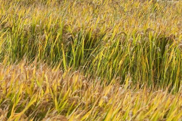莲稻28水稻种子特征特性，香稻品种