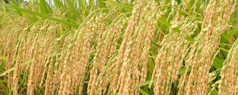 莲汇6864水稻种简介，该品种主茎12片叶