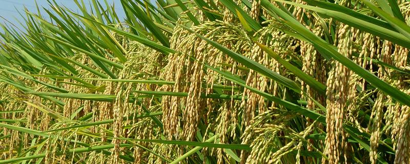 天农17水稻品种的特性，该品种主茎12片叶