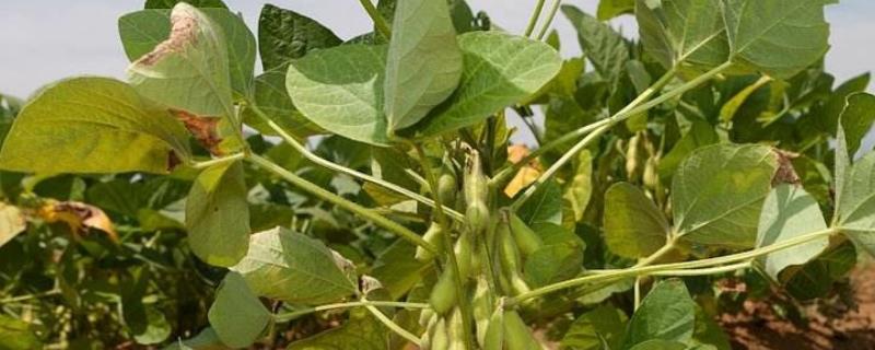 苏黄1号大豆品种简介，一般6月中下旬播种