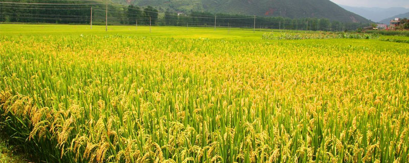 东富156水稻种简介，普通粳稻品种