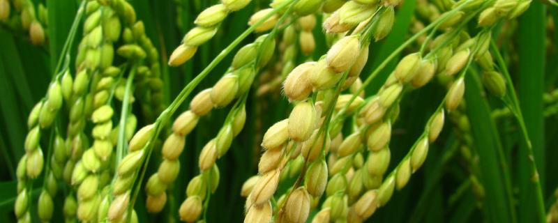 中农粳175水稻品种的特性，普通粳稻品种