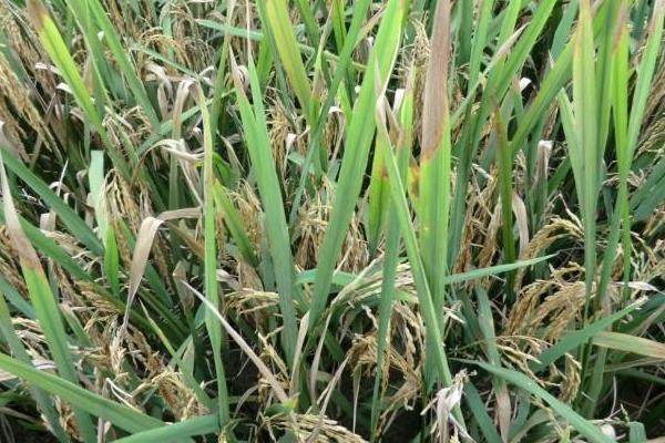 天盈6739水稻种子简介，普通粳稻品种