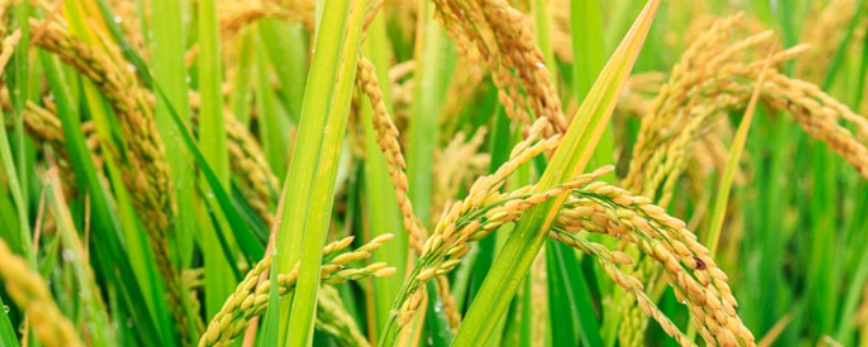 鸿源107水稻种简介，普通粳稻品种