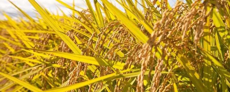 龙盾1840水稻种子特点，普通粳稻品种
