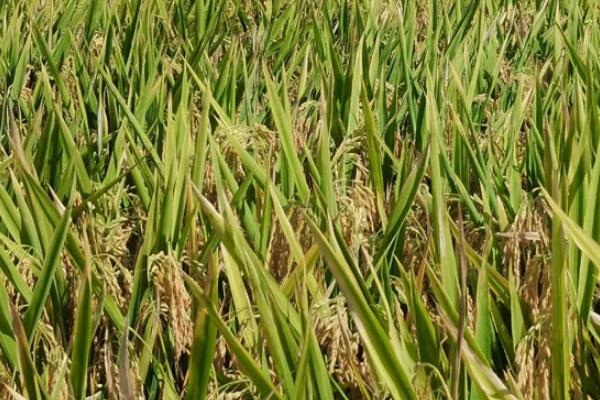 北稻16水稻种子介绍，该品种主茎13片叶