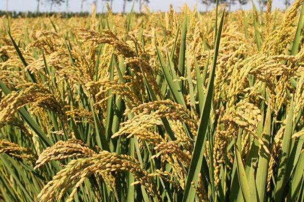 龙合1号水稻种简介，普通粳稻品种