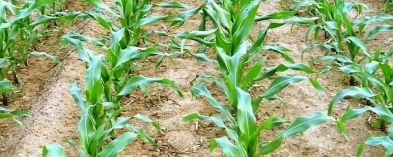 迁玉3050玉米种简介，适宜密度每亩4500株左右