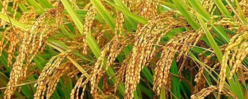 嘉优10号水稻种子简介，每亩有效穗数16.8万