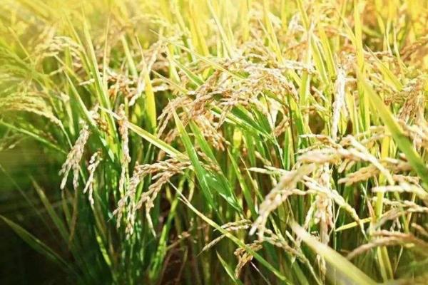 金单粳8917水稻品种简介，每亩用种量3~4公斤