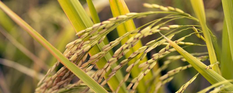 淮稻49水稻种子介绍，每亩用种量3～4公斤
