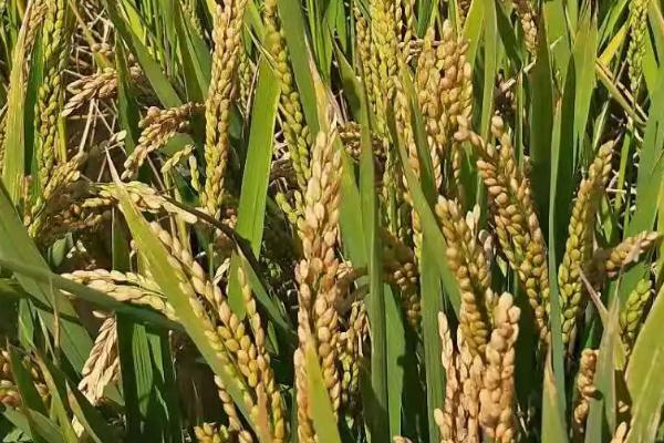 稳两优6311水稻品种的特性，当每亩茎蘖苗达够穗苗时