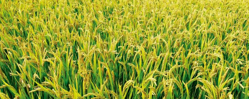泰粳828水稻品种简介，一般于5月中下旬播种
