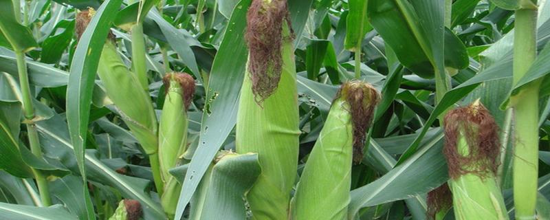浙科糯7号玉米种子介绍，种植密度以每亩3500株为宜