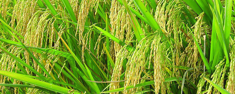 浙杭优220水稻种子简介，着粒密度中等