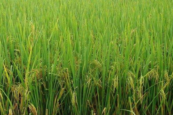 浙两优7854水稻品种的特性，注意稻飞虱等病虫害防治