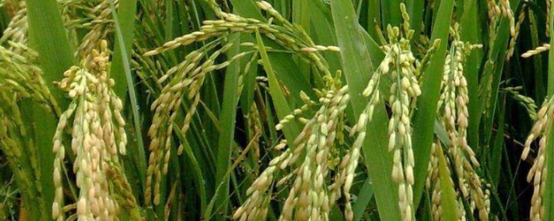 浙大香雪糯水稻品种的特性，该品种株高适中