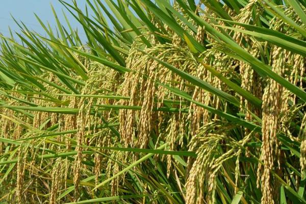 徽香粳977水稻品种的特性，每亩栽插6万穴左右